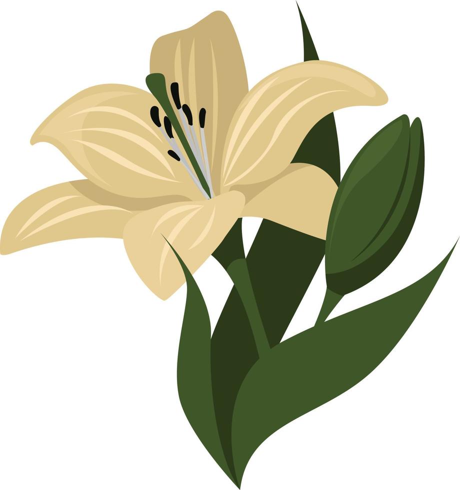 Lilienblume, Illustration, Vektor auf weißem Hintergrund