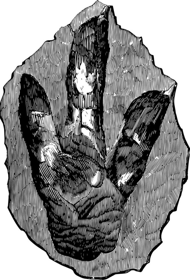 fußabdruck von brontozoum giganteum, vintage illustration. vektor
