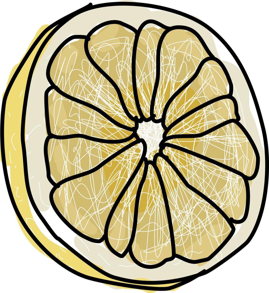 weiße Grapefruit, Illustration, Vektor auf weißem Hintergrund.