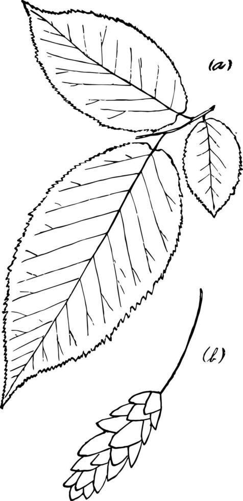 släkte ostrya, scop. humle-avenbok årgång illustration. vektor