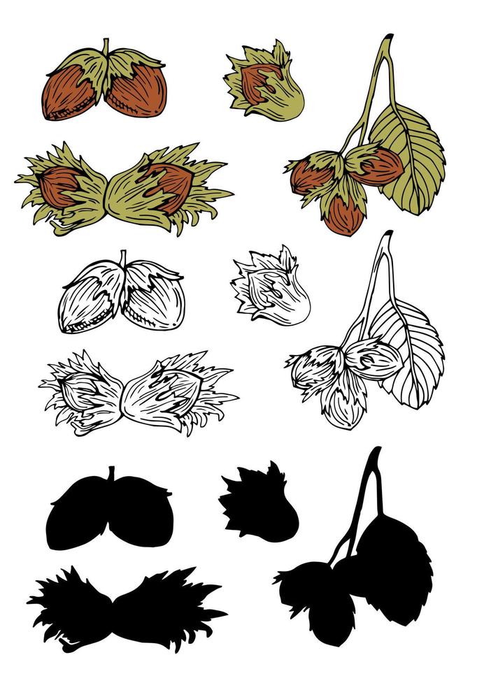 hasselnöt ikon av 3 typer Färg, linje och silhoette i svart, översikt. isolerat vektor tecken symbol.