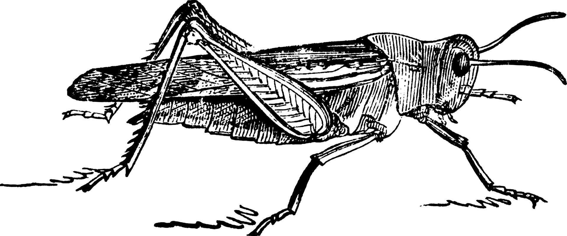 gräshoppa, årgång illustration. vektor