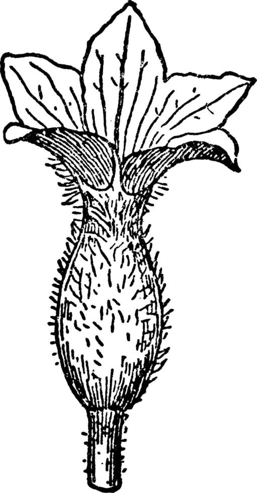 gurka blomma kvinna årgång illustration. vektor