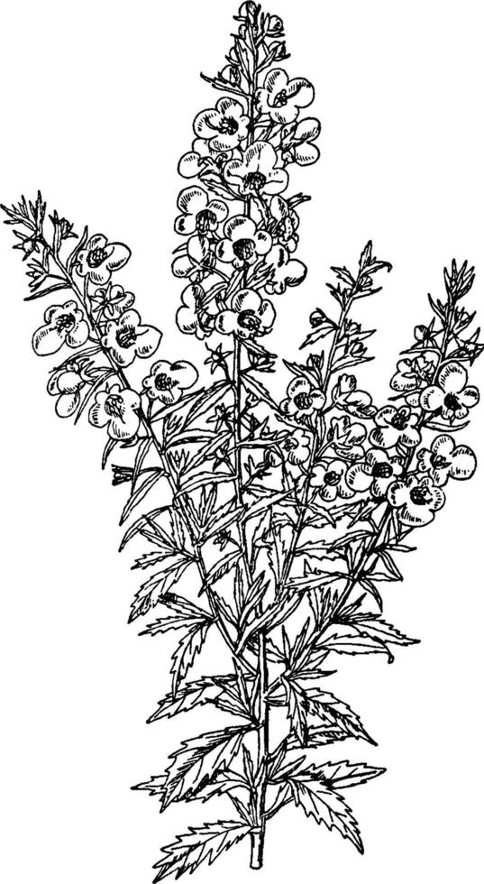 alonsoa incisifolia årgång illustration. vektor