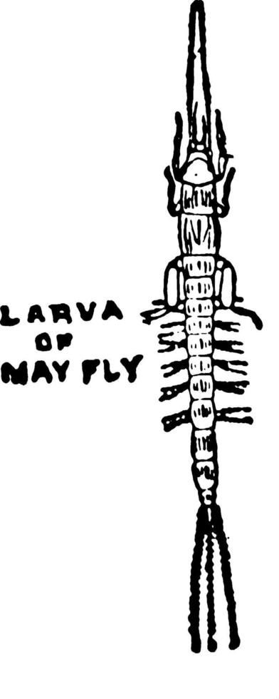 dagslända larv, årgång illustration. vektor