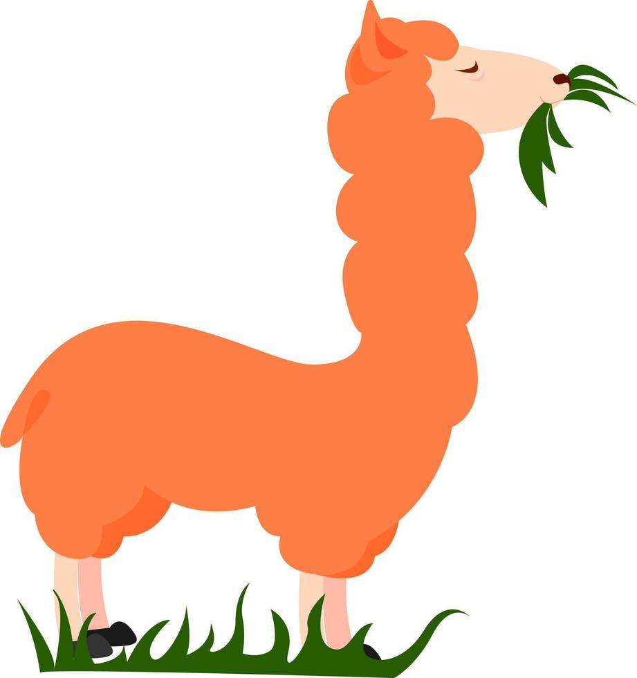 orange Lama, Illustration, Vektor auf weißem Hintergrund.