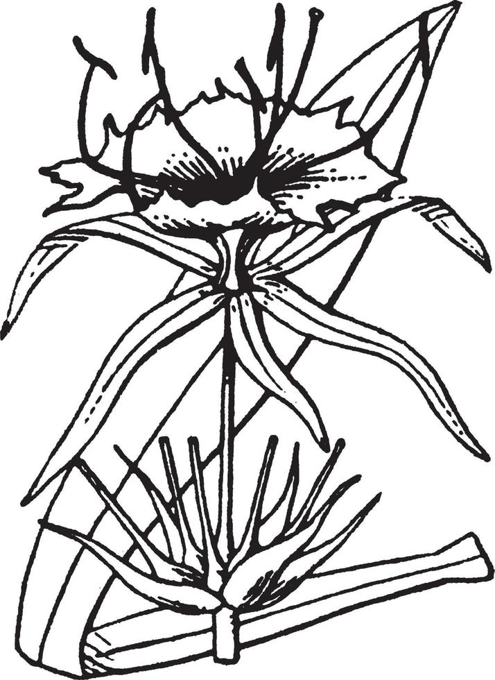 hymenocallis-weinleseillustration. vektor