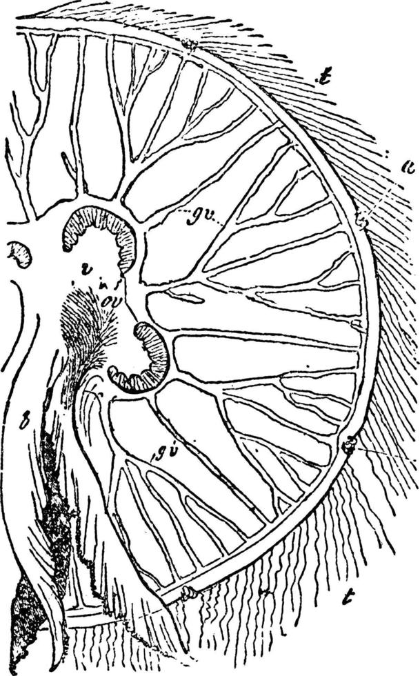 aurelia aurita, årgång illustration. vektor