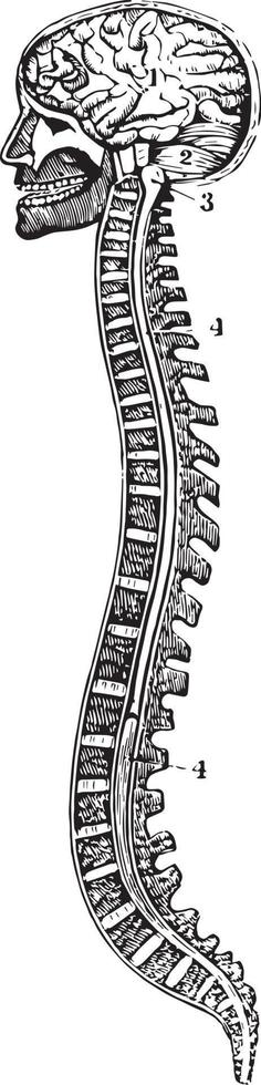 de spinal kolumn och hjärna, årgång illustration vektor