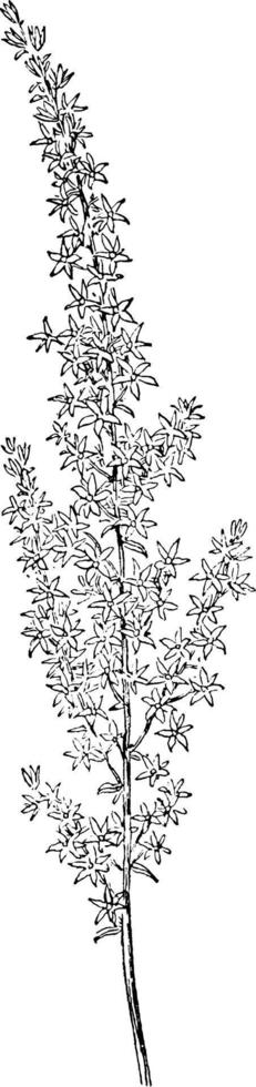 Federglocken, Stenanthium, Gramineum, Melanthiaceae, auffallend, dekorative Vintage-Illustration. vektor