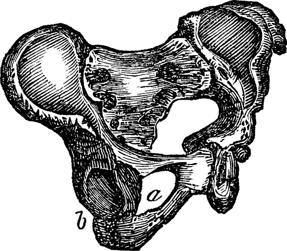 bäcken, årgång illustration vektor