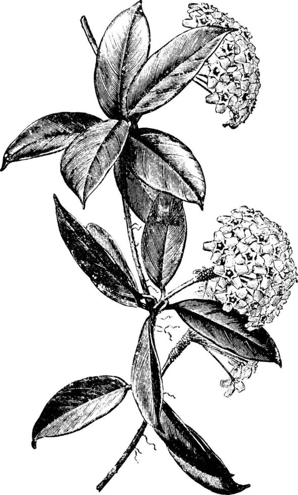 blühender stamm der hoya carnosa vintage illustration. vektor