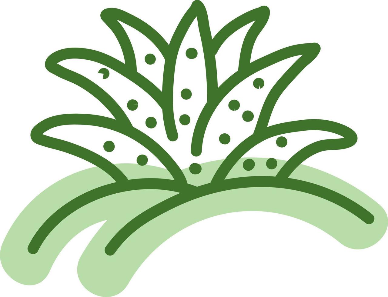 Aloe mit kurzen Blättern, Illustration, Vektor auf weißem Hintergrund.