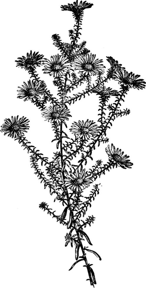 aster grandiflorus vintage illustration. vektor