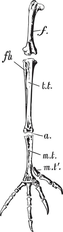 Örn bakben, årgång illustration vektor