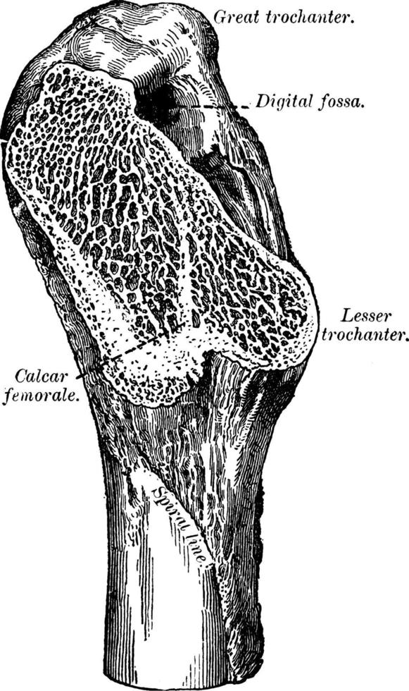 femorala sporre av de lårben, årgång illustration. vektor