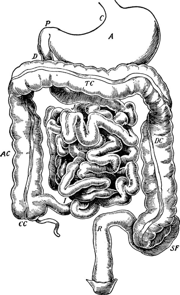 Verdauungskanal, Vintage Illustration vektor