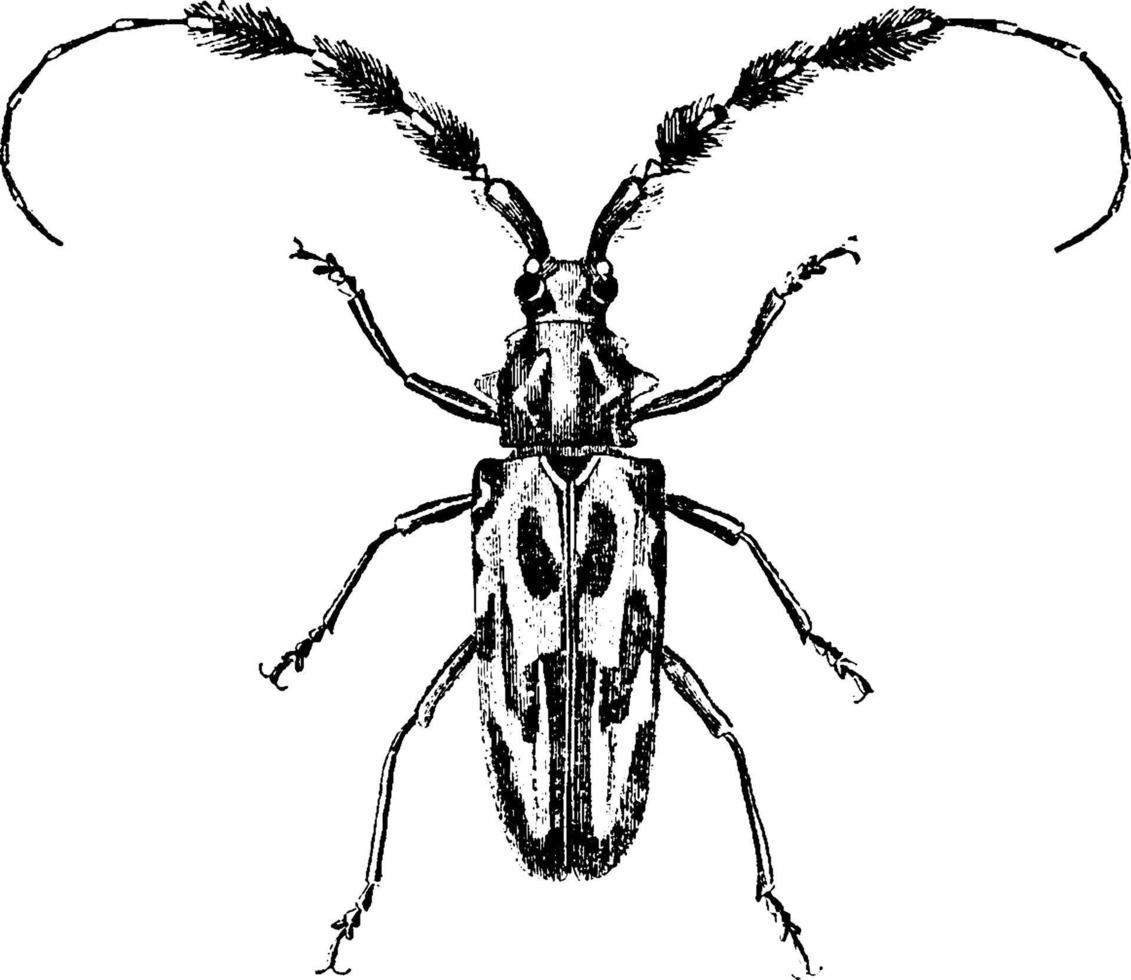 longhorn skalbagge eller lophonocerus barbicornus, årgång illustration. vektor