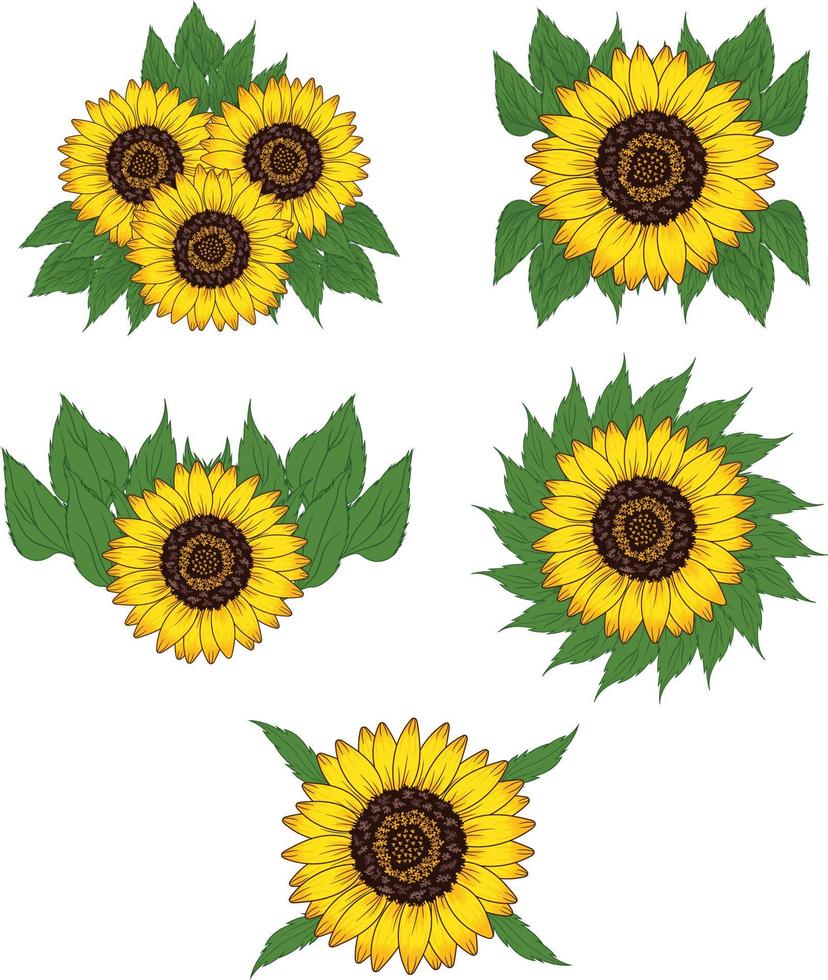 sonnenblumen-illustrationssatz vektor