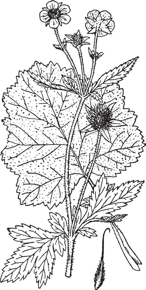 geum urbanum vintage illustration. vektor