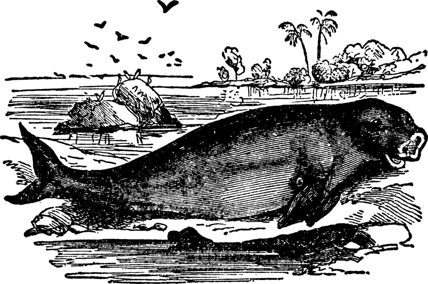 dugong, årgång illustration. vektor