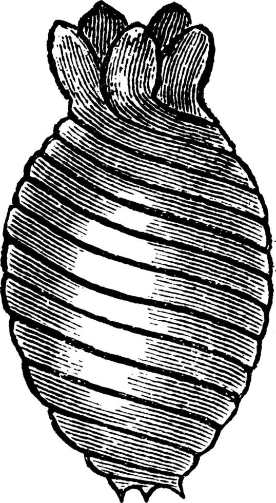 chara vulgaris, årgång illustration. vektor