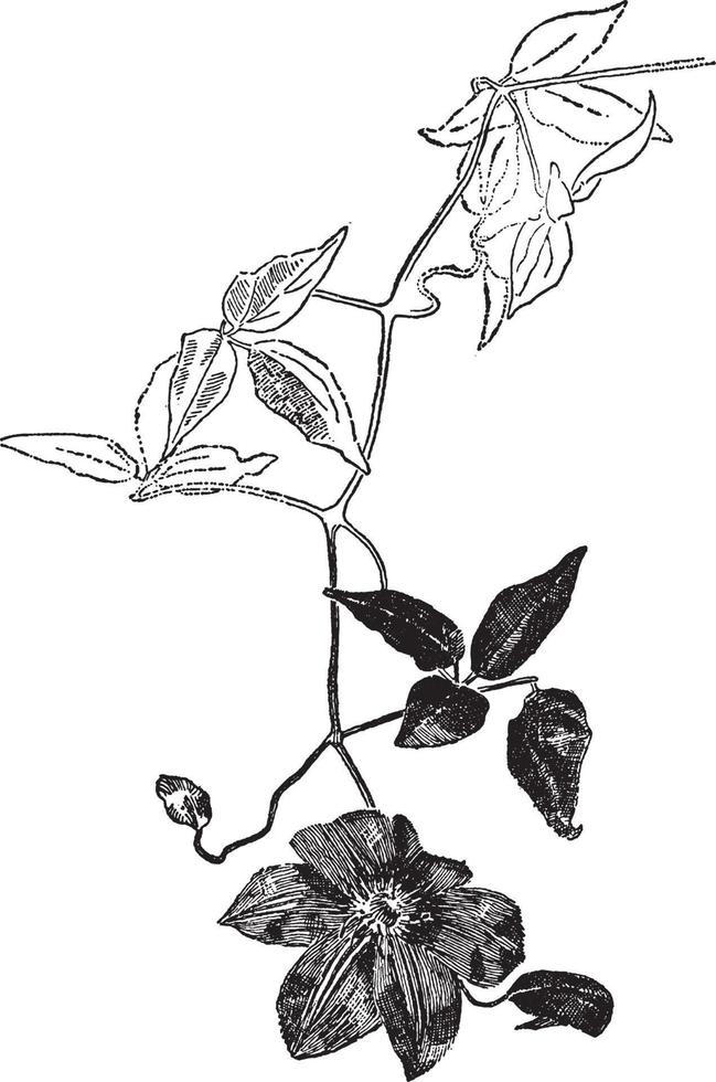 clematis florida bicolor årgång illustration. vektor