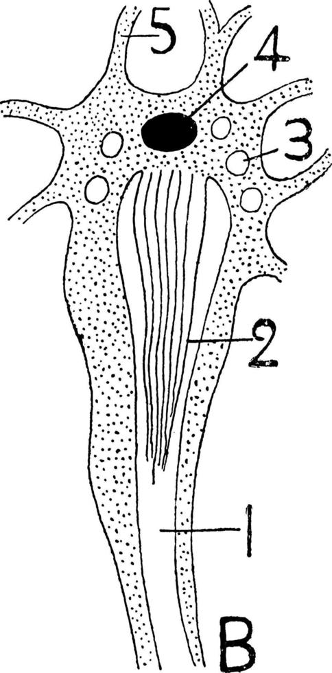 plathelmint, årgång illustration. vektor