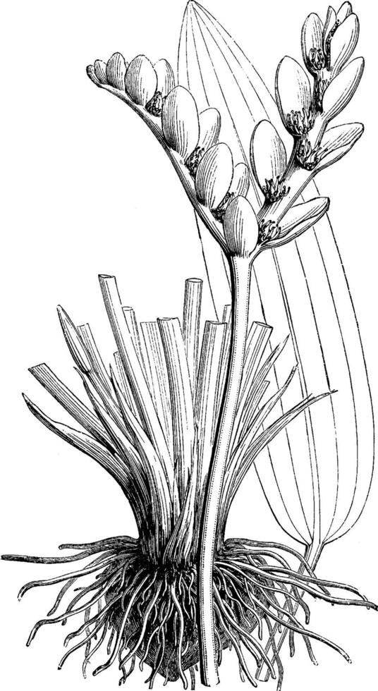 blompiggar, blad, och rot av cape damm ogräs årgång illustration. vektor