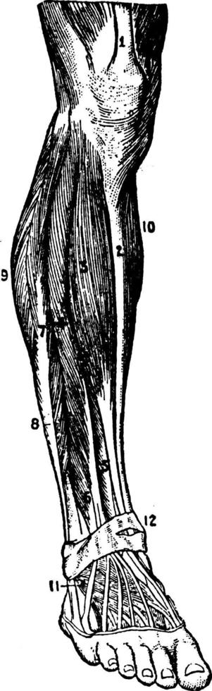 muskler av de lägre ben, årgång illustration. vektor