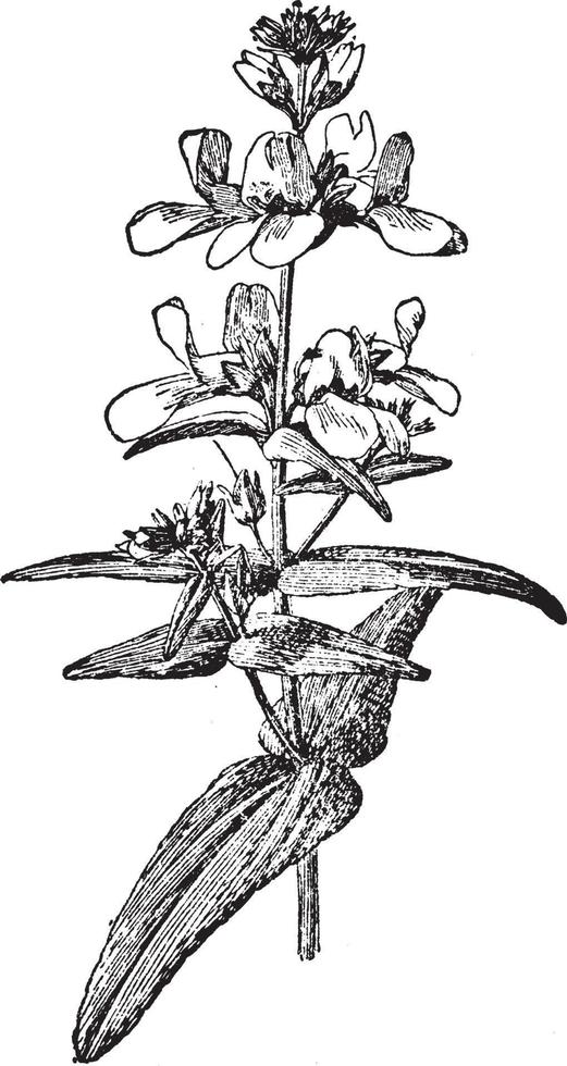 collinsia bicolor alba årgång illustration. vektor