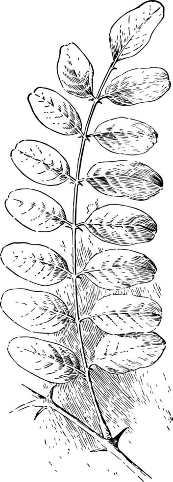 gräshoppa blad årgång illustration. vektor