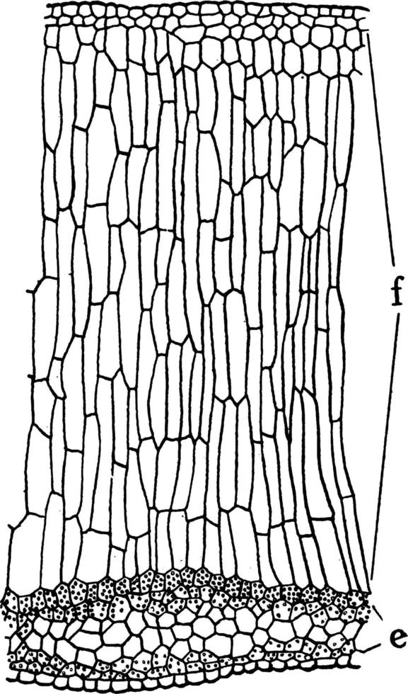 codonanthe blad vävnader årgång illustration. vektor
