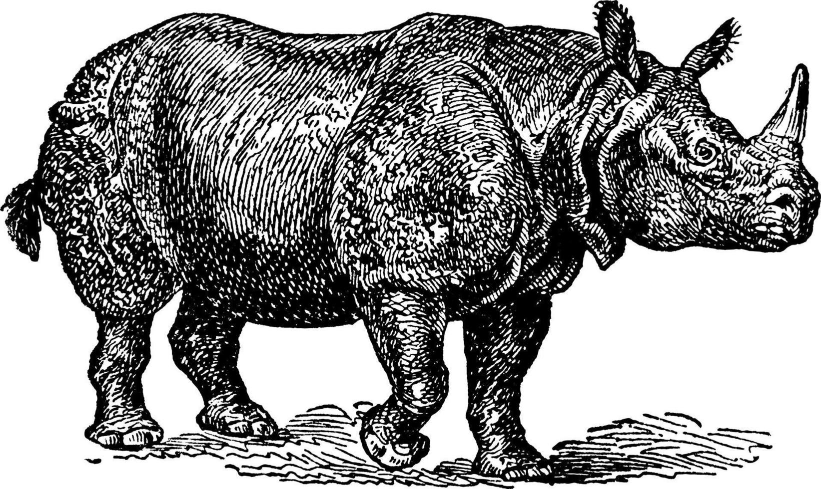 noshörning indicus, årgång illustration. vektor