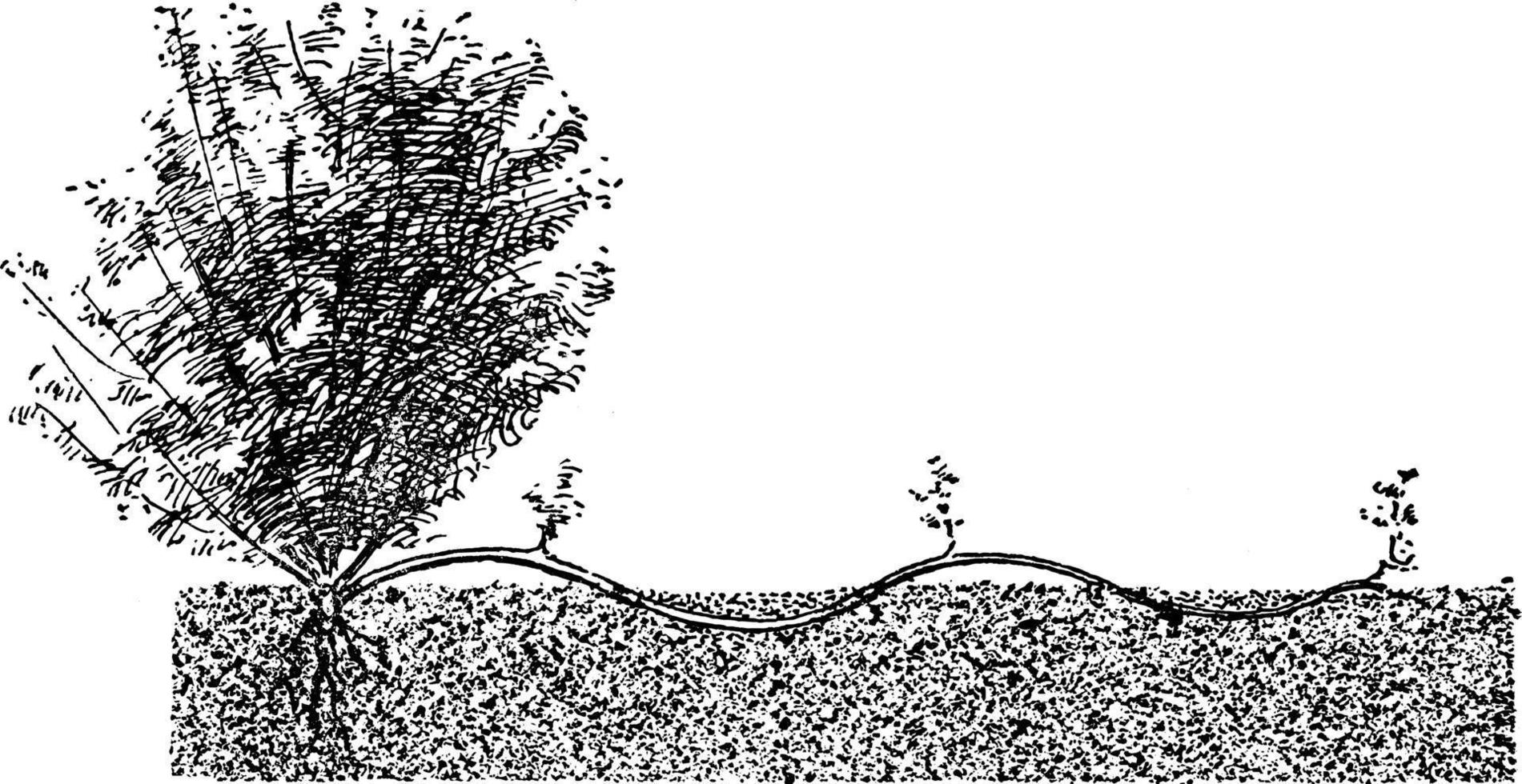 Serpentinenschichtung, Vintage-Illustration. vektor