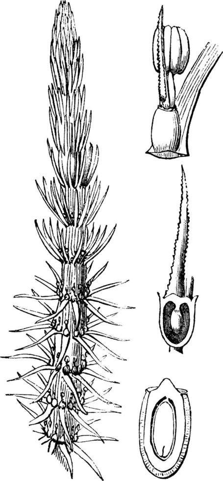 Vintage Illustration des Schwanzes der gemeinen Stute. vektor