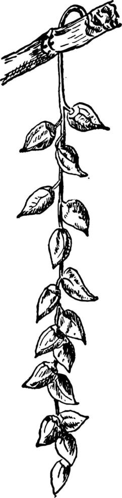balsam frukt årgång illustration. vektor