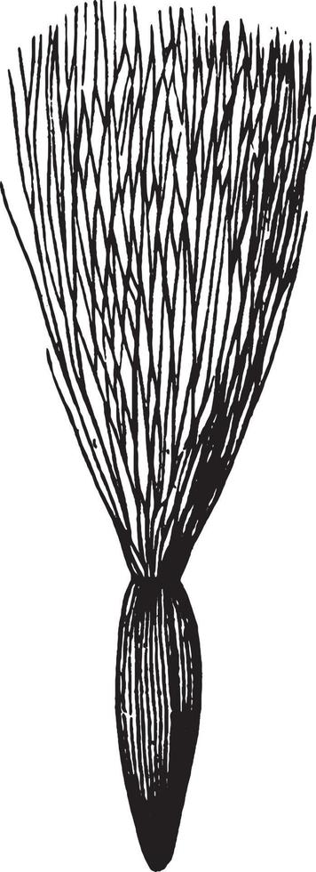 blomfoder årgång illustration. vektor