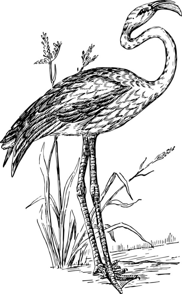 flamingo årgång illustration vektor