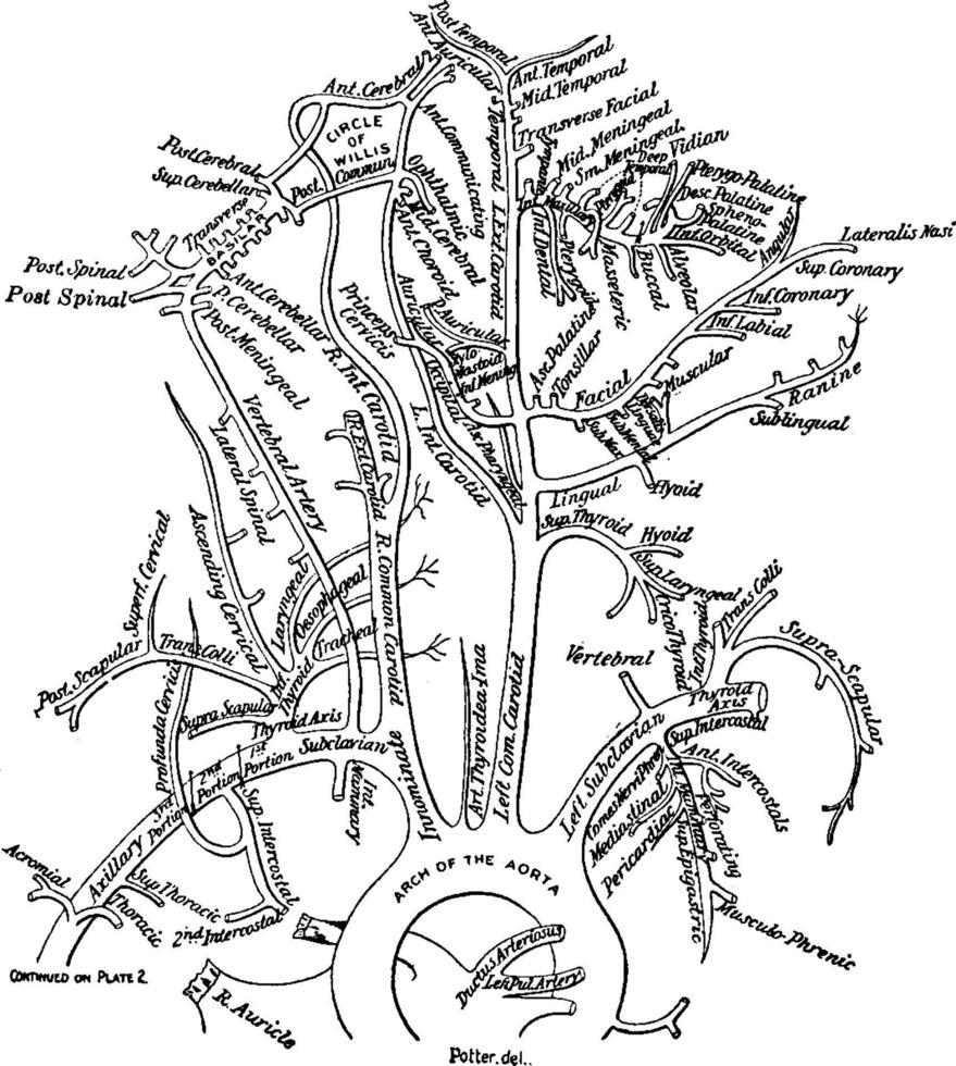 Arterien der unteren Extremität, Vintage Illustration. vektor