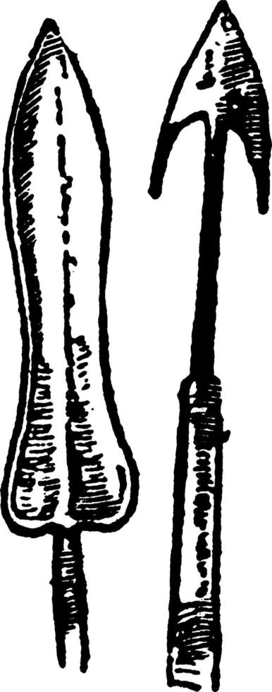 väst afrikansk spjutspets, årgång illustration. vektor