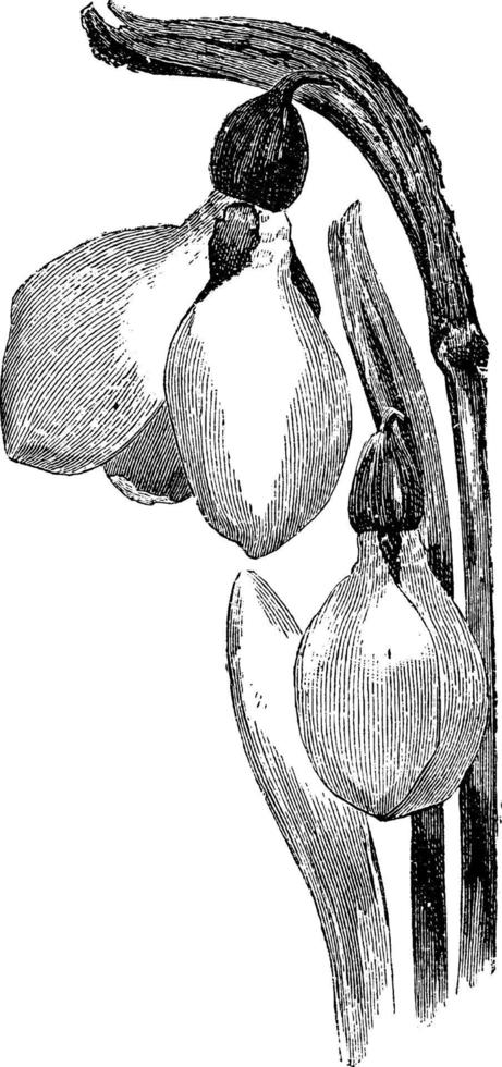 blommor av galanthus nivalis virescens årgång illustration. vektor