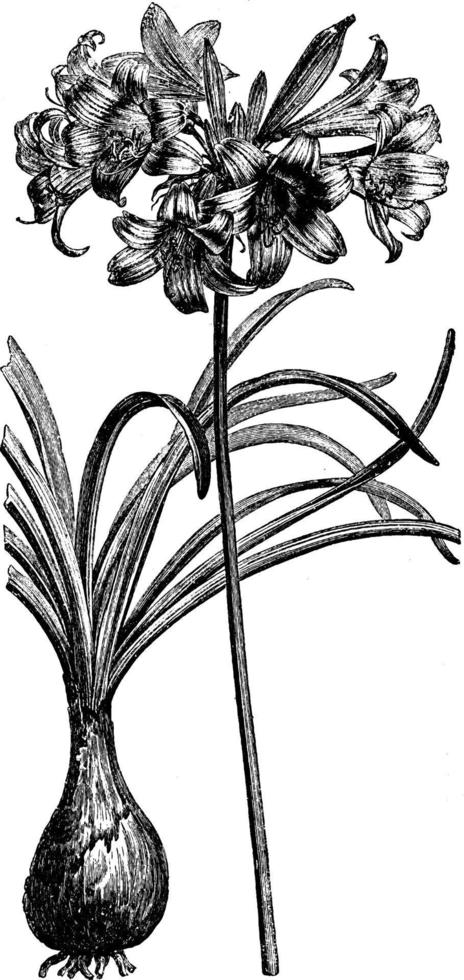 Amaryllis Belladona blub und Vintage Illustration der Blumenspitze. vektor