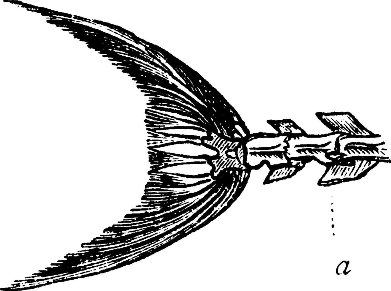 fisk svans, årgång illustration. vektor