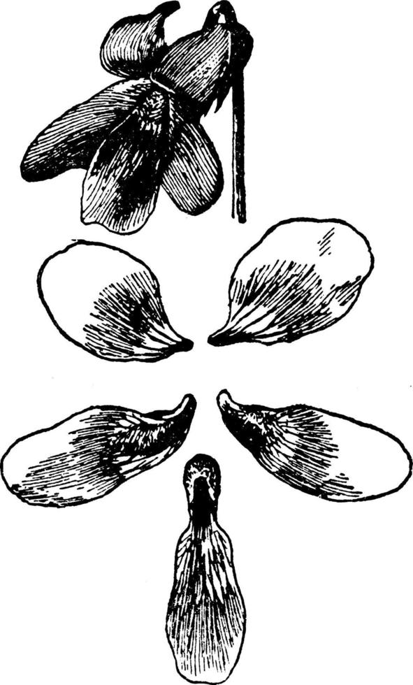 kraut, krautig, pflanze, papilionacea, viola, violas, blume, blütenblatt vintage illustration. vektor