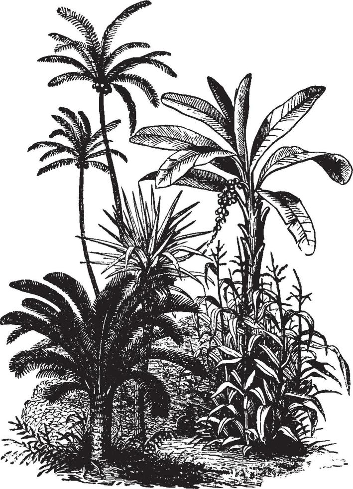 vegetation årgång illustration. vektor