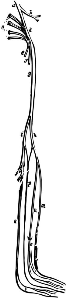 de sacral och coccygeal nerver, årgång illustration. vektor