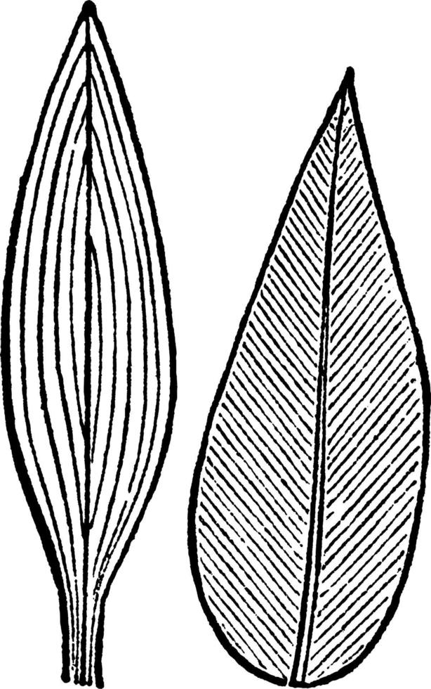 parallel geäderte Blätter, Vintage-Illustration. vektor