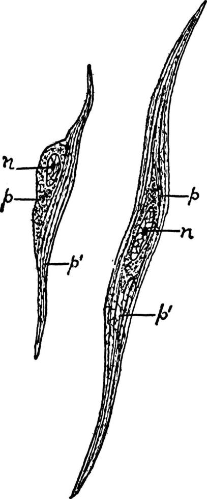 muskel fibrer, årgång illustration. vektor