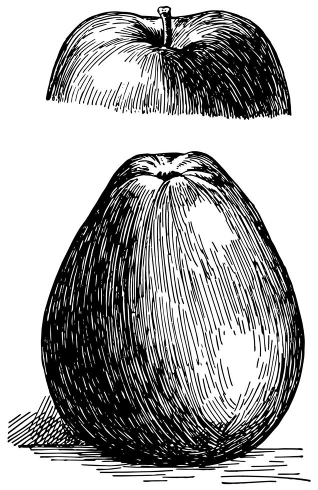 Vintage Illustration des schwarzen Gilliflower-Apfels. vektor